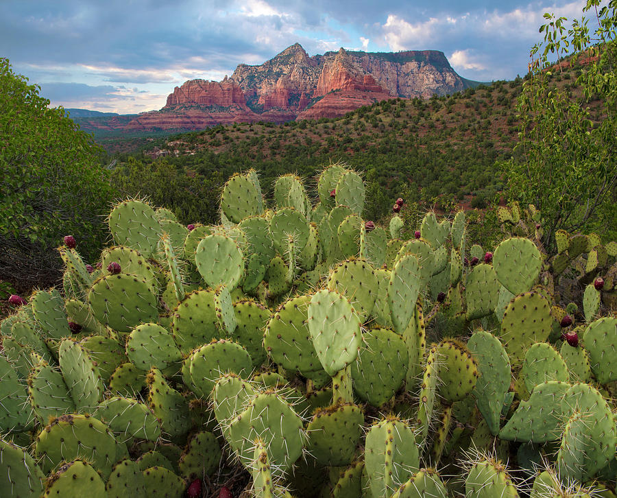 Opuntia and Mountain, Red Rock-secret Photograph by Tim Fitzharris