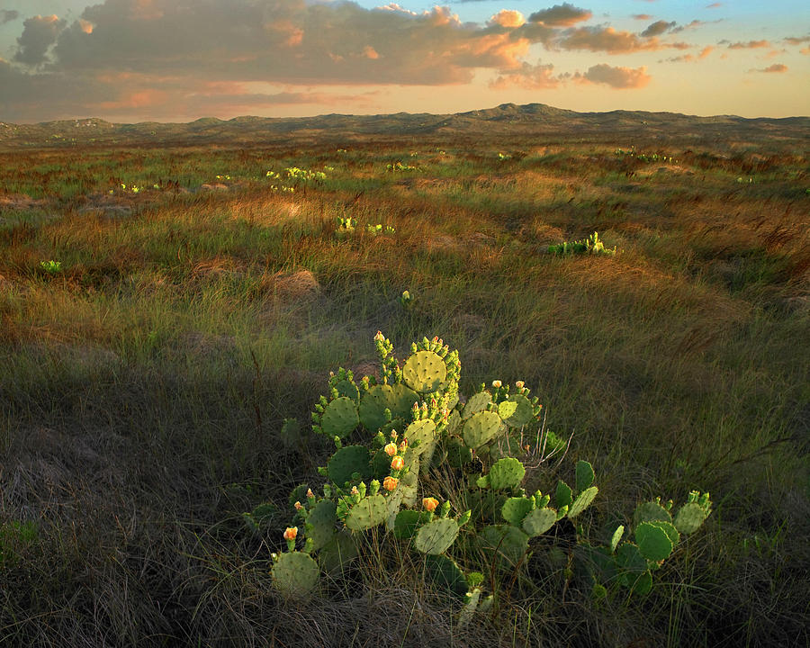 Opuntia, Mustang Island State Park, Texas Photograph by Tim Fitzharris