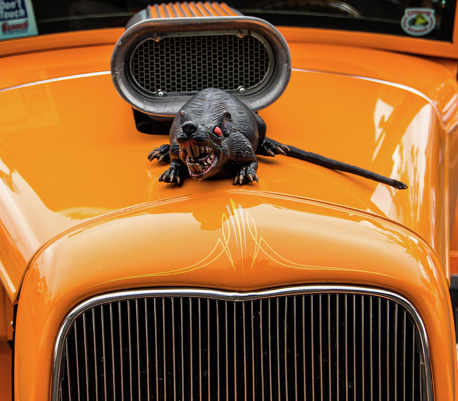Orange rod with rat Photograph by Ron Roberts