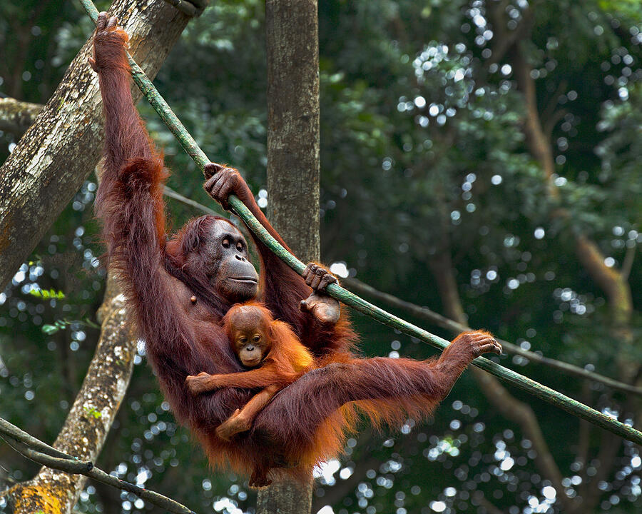Animal Photograph - Orang Utan And Her Baby by Angela Muliani Hartojo