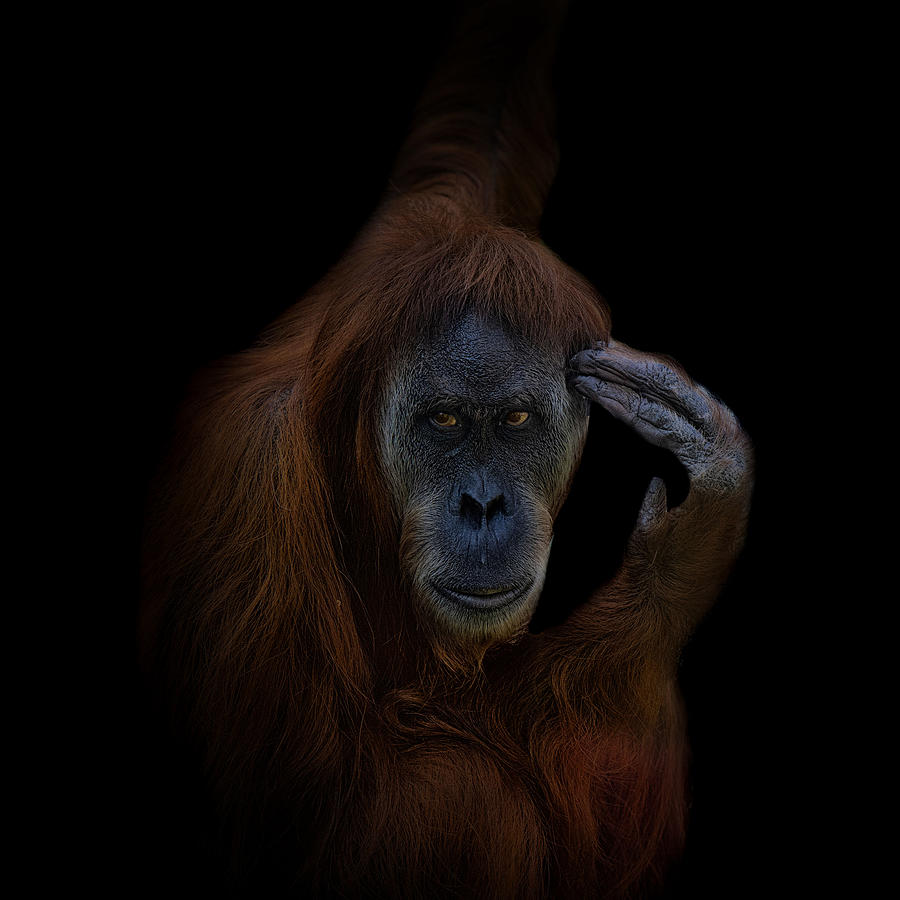 Animal Photograph - Orang-utan by Georgios Tsikiridis