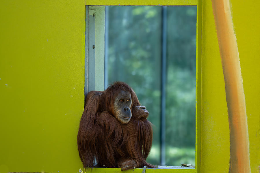 Animal Photograph - Orang-utan In Zoo by Georgios Tsikiridis