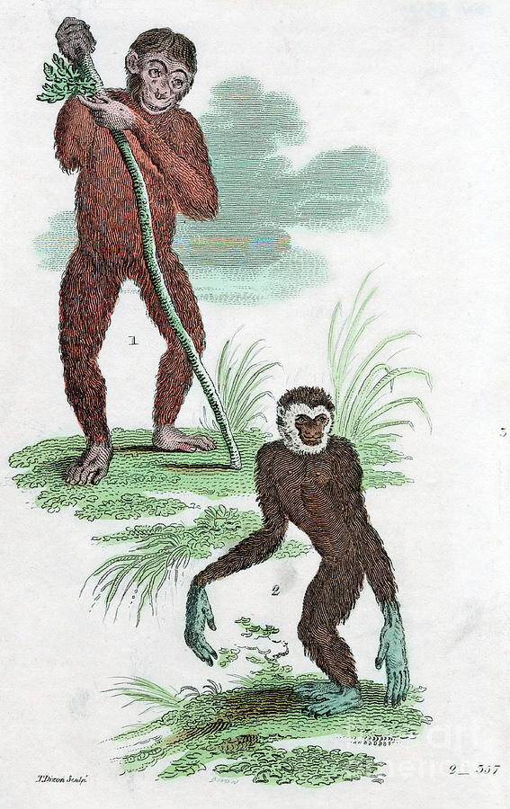 Orang Utang And Gibbon, 1822 Drawing by Print Collector