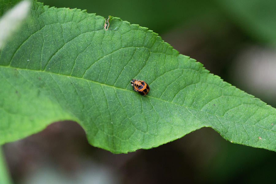 Orange and Black Insect On Green Leaf Photograph by Scott Lyons