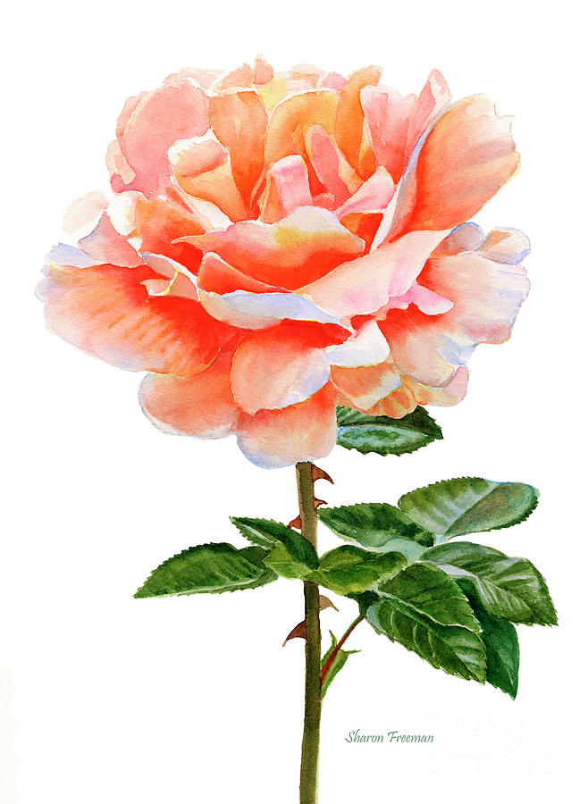Orange and Gold Rose with Leaves Painting by Sharon Freeman