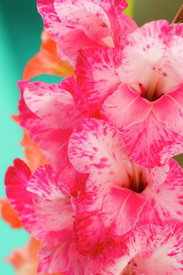 Orange And Pink Gladiola Flowers close Up Photograph by Mohrimages