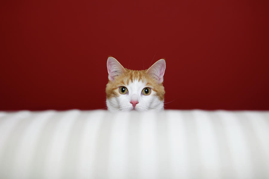 Orange And White Cat Sits Behind A Sofa Photograph by Back In The Pack Dog Portraits