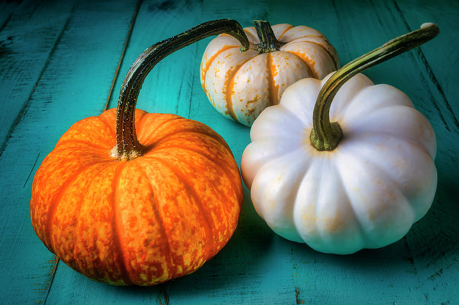 Orange And White Pumpkins Photograph by Garry Gay