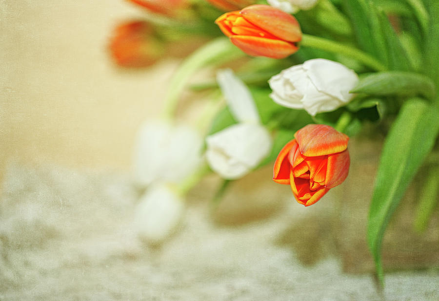 Orange And White Tulips, Textured Photograph by Susangaryphotography