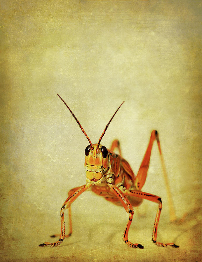 Orange And Yellow Grasshopper On Texture Photograph by Melinda Moore
