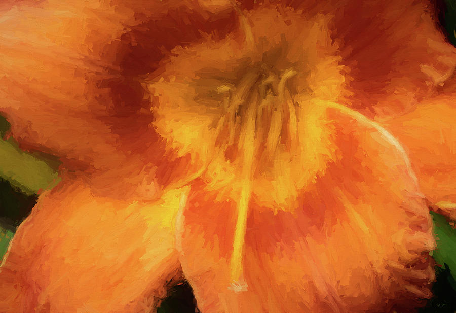 Orange and Yellow Hibiscus Flower Photograph by Tony Grider