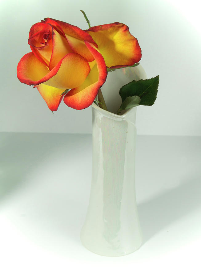 Orange and Yellow Rose in A Vase Photograph by Cordia Murphy