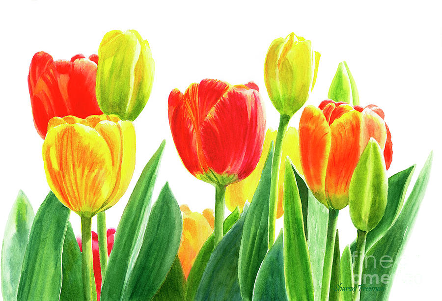 Tulip Painting - Orange and Yellow Tulips Horizontal Design by Sharon Freeman