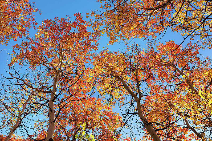 Orange Aspen Canopy Backlit Photograph by Kathleen Bishop