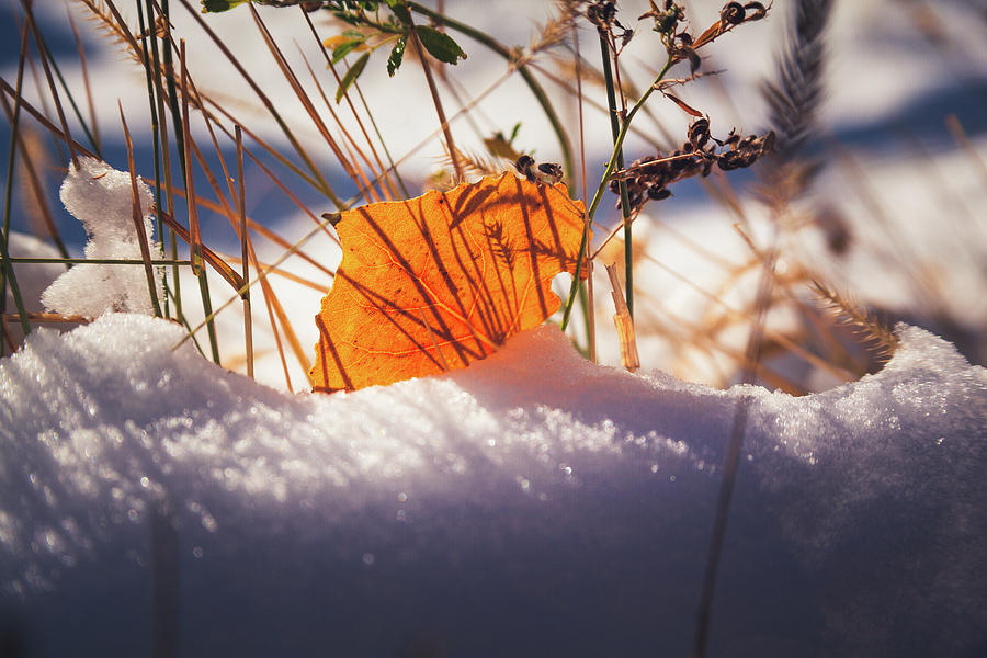 Orange Aspen Leaf On The Ground In The Snow by Jeanette Fellows Orange Aspen Leaf On The Ground In The Snow by Jeanette Fellows