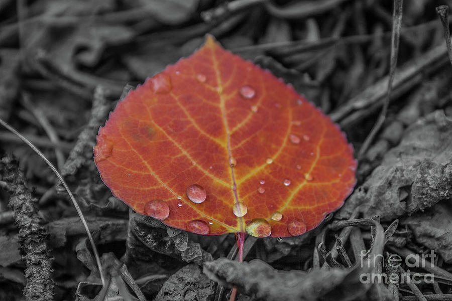 Orange Aspen Leaf by Tony Baca Orange Aspen Leaf by Tony Baca