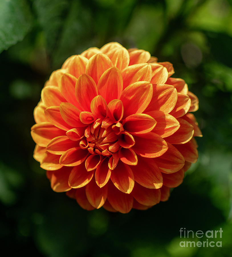 Orange Beauty Photograph by Abigail Diane Photography