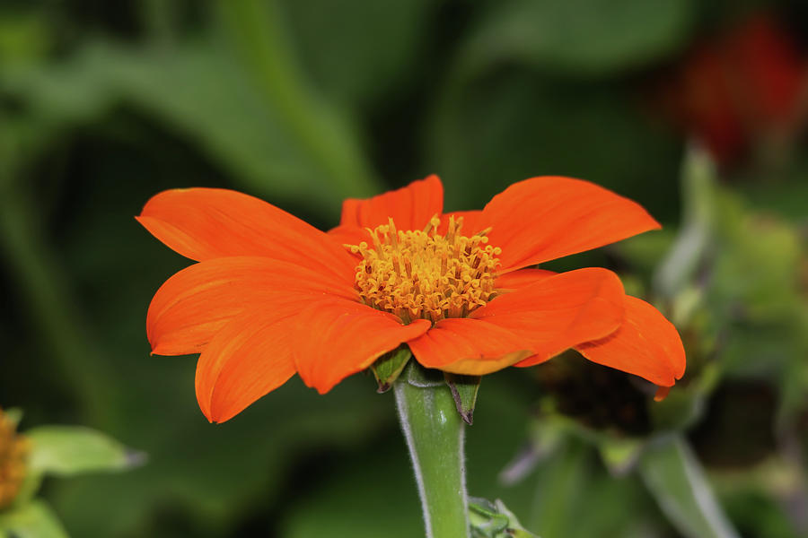 Orange Beauty Photograph by Marlin and Laura Hum - Fine Art America