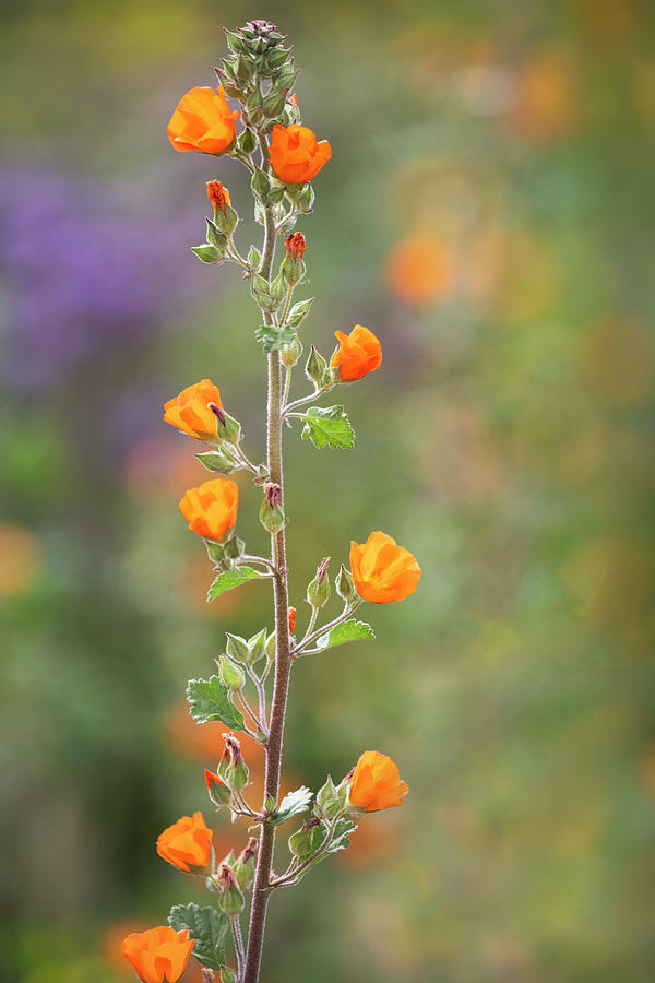 Orange Beauty  Photograph by Saija Lehtonen