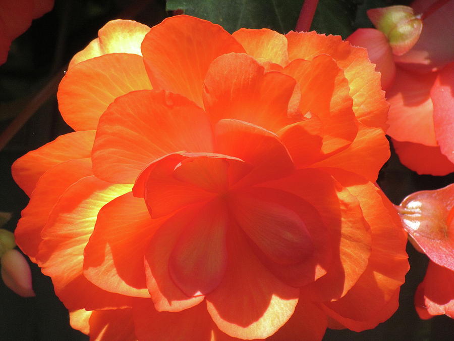 Orange Begonia Photograph by Boyd Carter
