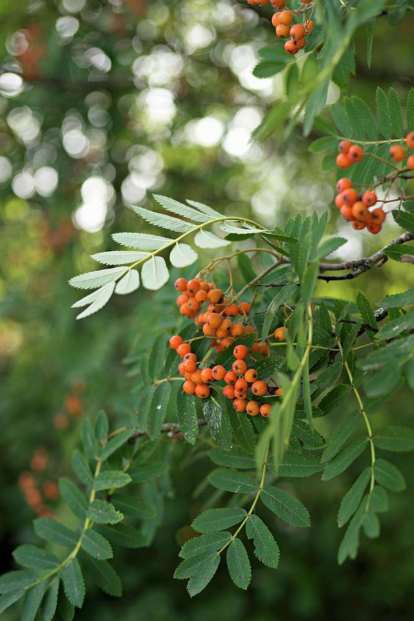 Orange Berries On Rowan Branch Photograph by Cecilia Mller