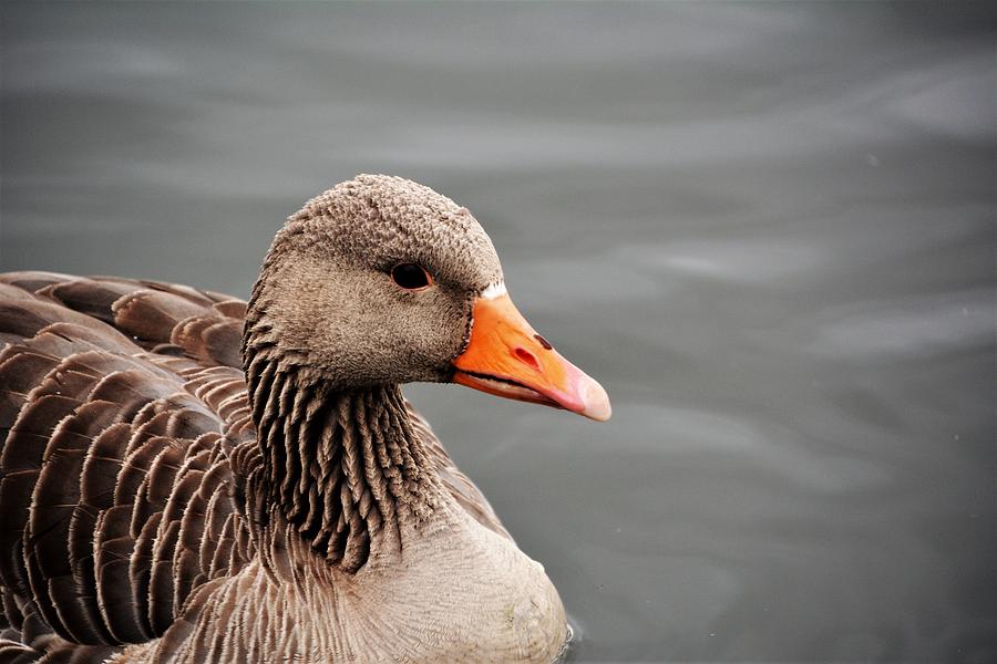 Duck Photograph - Orange Bill by Norman Burnham Duck Photograph - Orange Bill by Norman Burnham