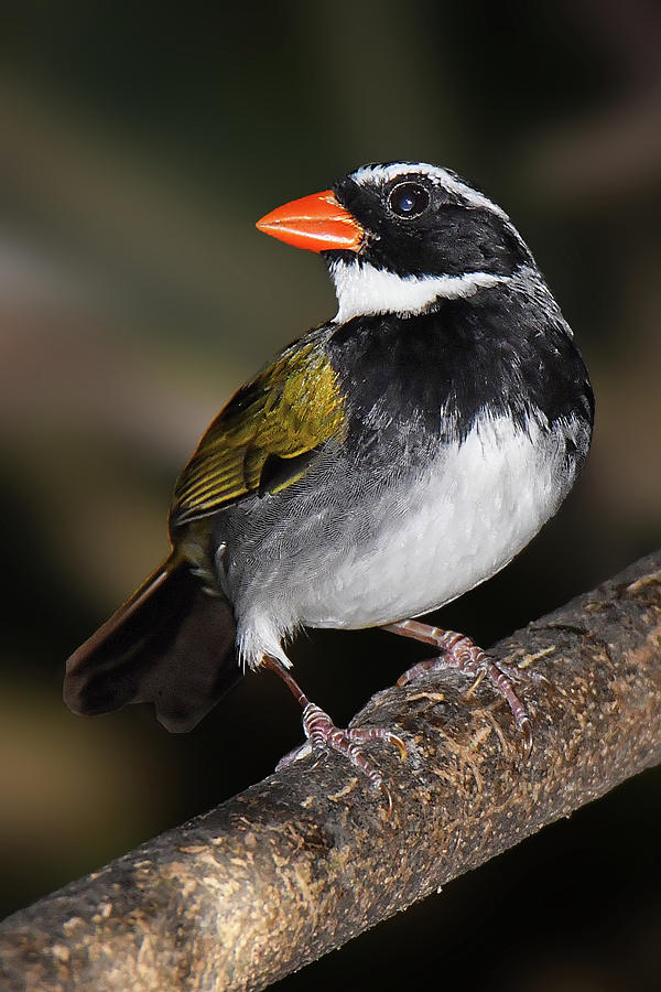 Orange-billed Sparrow Photograph by Alan Lenk