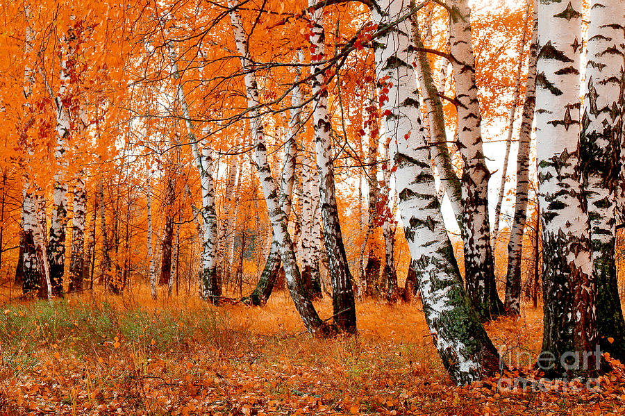 Beauty Photograph - Orange Birch Grove by Kirillov Alexey Beauty Photograph - Orange Birch Grove by Kirillov Alexey
