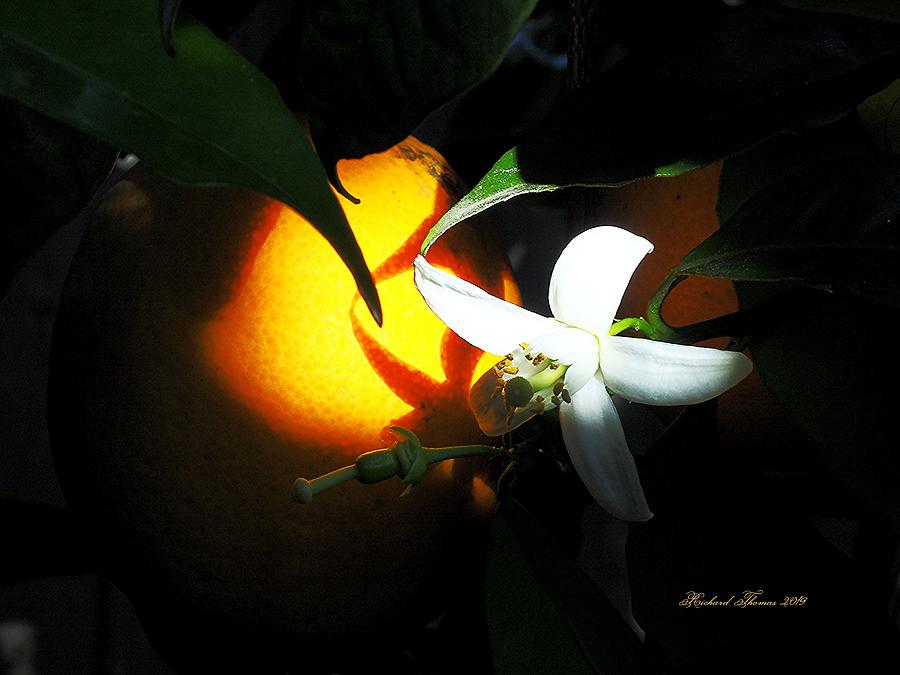 Orange Blossom Special Photograph by Richard Thomas
