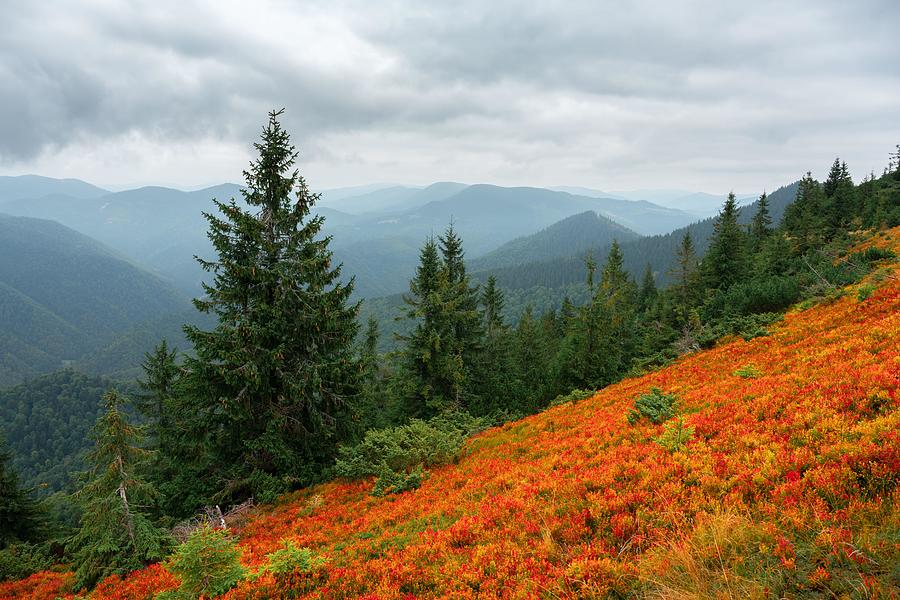 Mountain Photograph - Orange Blueberry Bushes Covering An by Ivan Kmit