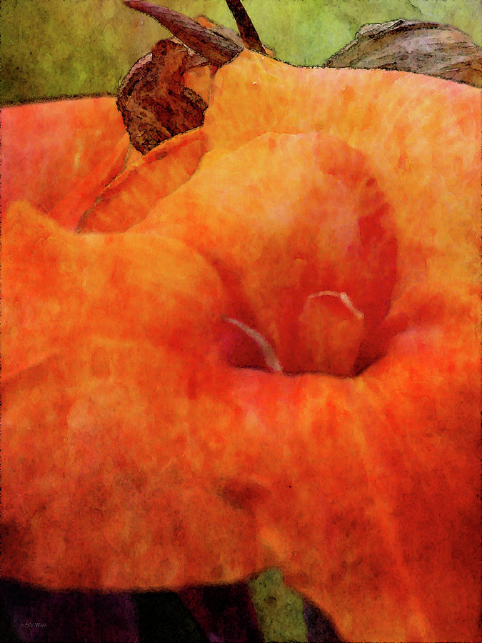 Orange Blush 4203 IDP_2 Photograph by Steven Ward