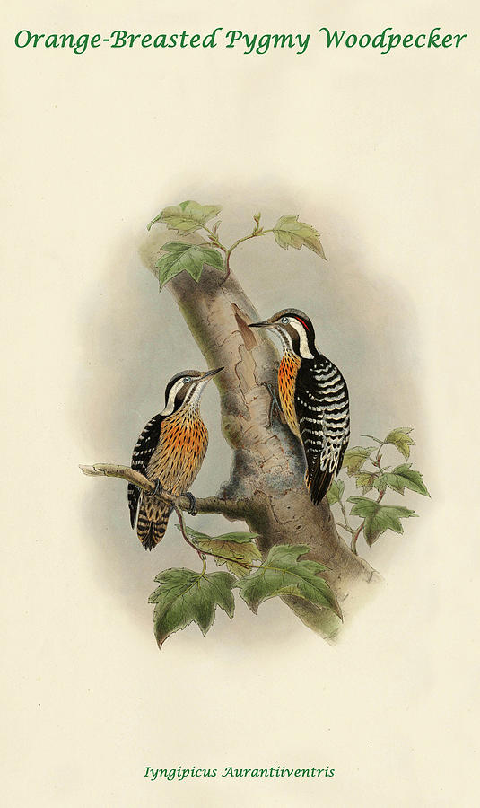 Orange-Breasted Pygmy Woodpecker Painting by John Gould