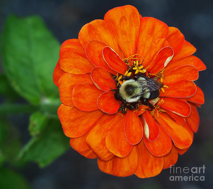 Orange Bumble Bee Flower Photograph by Raymond Earley
