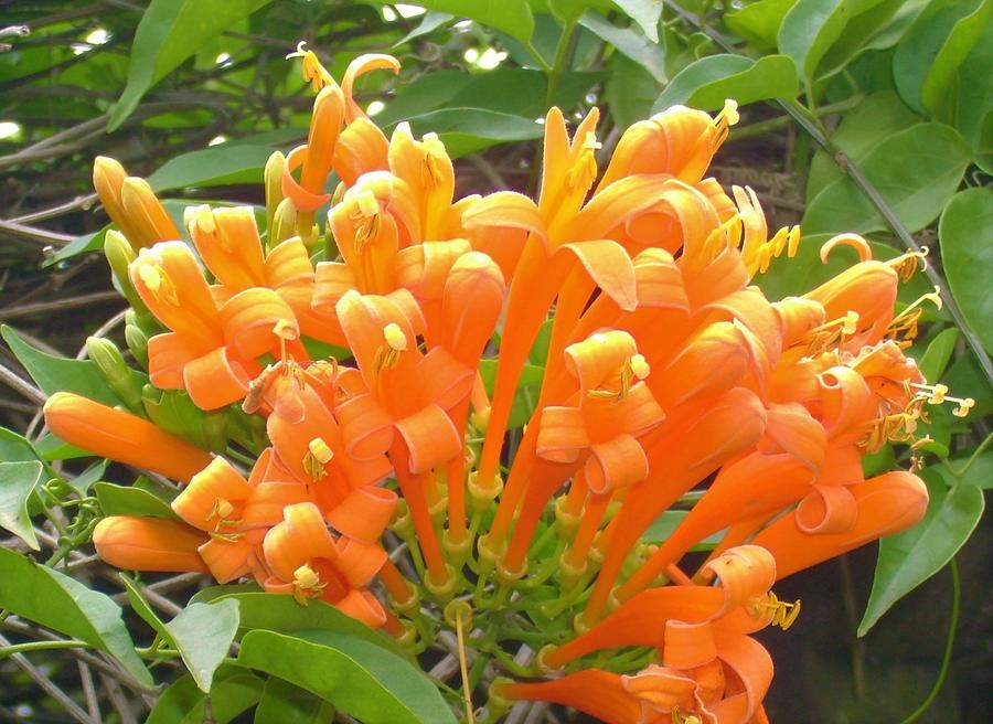 Orange bush Lily Photograph by Bnte Creations - Fine Art America