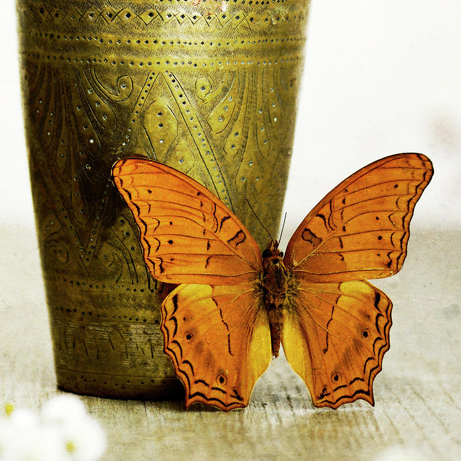 Still Life Photograph - Orange Butterfly Against Copper Vase by Tom Quartermaine
