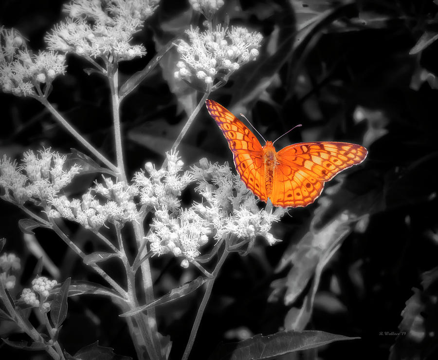 Orange Butterfly Color Select Photograph by Brian Wallace