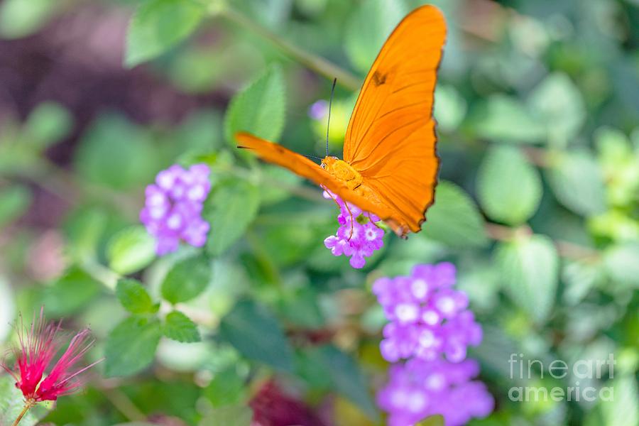 https://images.fineartamerica.com/images/artworkimages/mediumlarge/2/orange-butterfly-in-the-garden-janice-noto.jpg