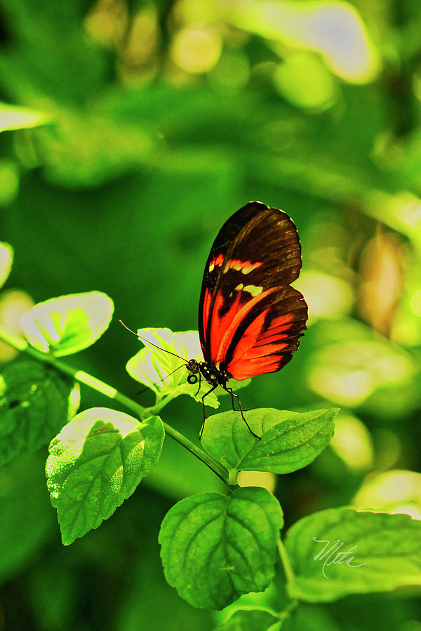 Orange Butterfly on Leaf Photograph by Meta Gatschenberger