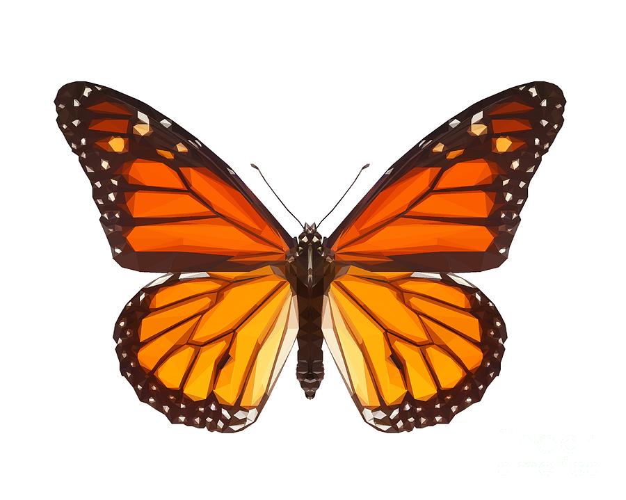 Orange Butterfly Digital Art by Paul Quarry - Fine Art America