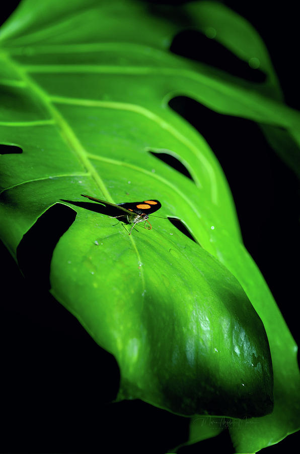 Orange Butterfly Sits In A Large Green Leaf  Photograph by Maria Angelica Maira