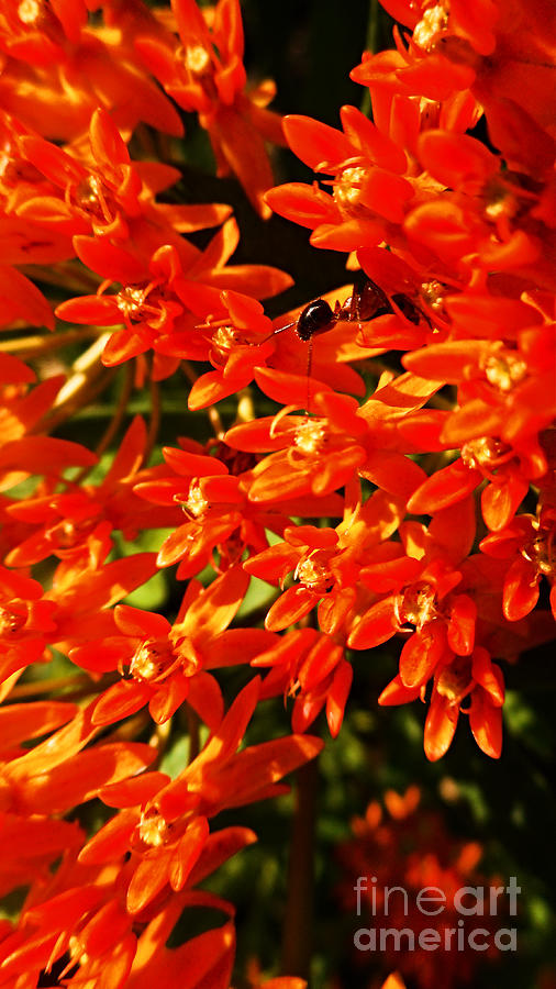 Orange Butterfly Weed Blossoms with Foraging Ant Photograph by Peter Ogden