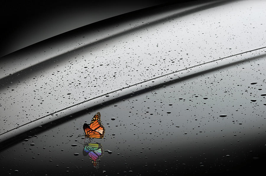 Orange Butterfly With Rainbow Reflection Photograph by Chris Clor