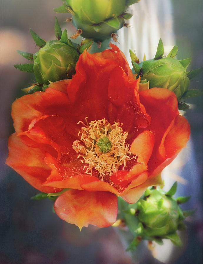 Orange Cacti Flower  Photograph by Saija Lehtonen