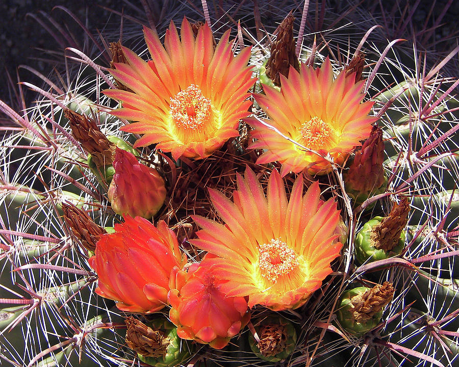 Orange Cactus Blossoms Photograph by Jerry Griffin