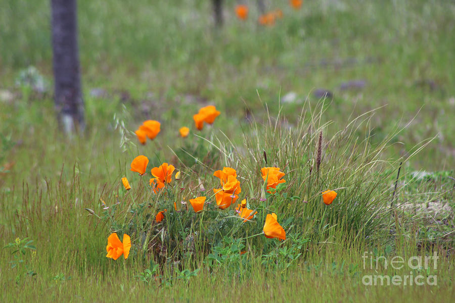 Orange California Poppies in Field 2 Photograph by Colleen Cornelius