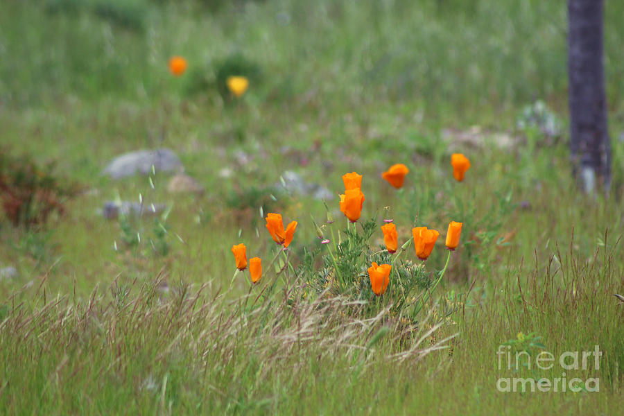 Orange California Poppies in Field Photograph by Colleen Cornelius