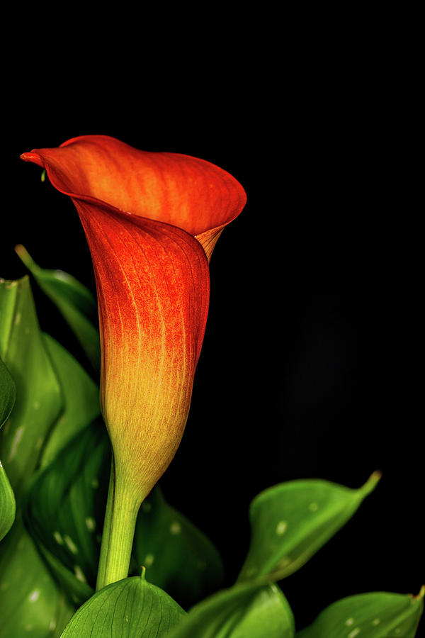 Orange Calla 3 Photograph by Steve Purnell