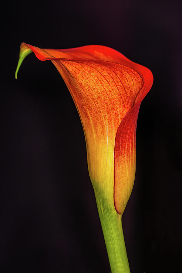 Nature Photograph - Orange Calla 5 by Steve Purnell