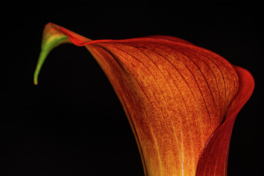 Nature Photograph - Orange Calla 6 by Steve Purnell