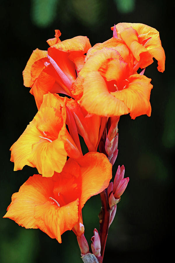 Orange Canna Lily Bouquet Photograph by Debbie Oppermann